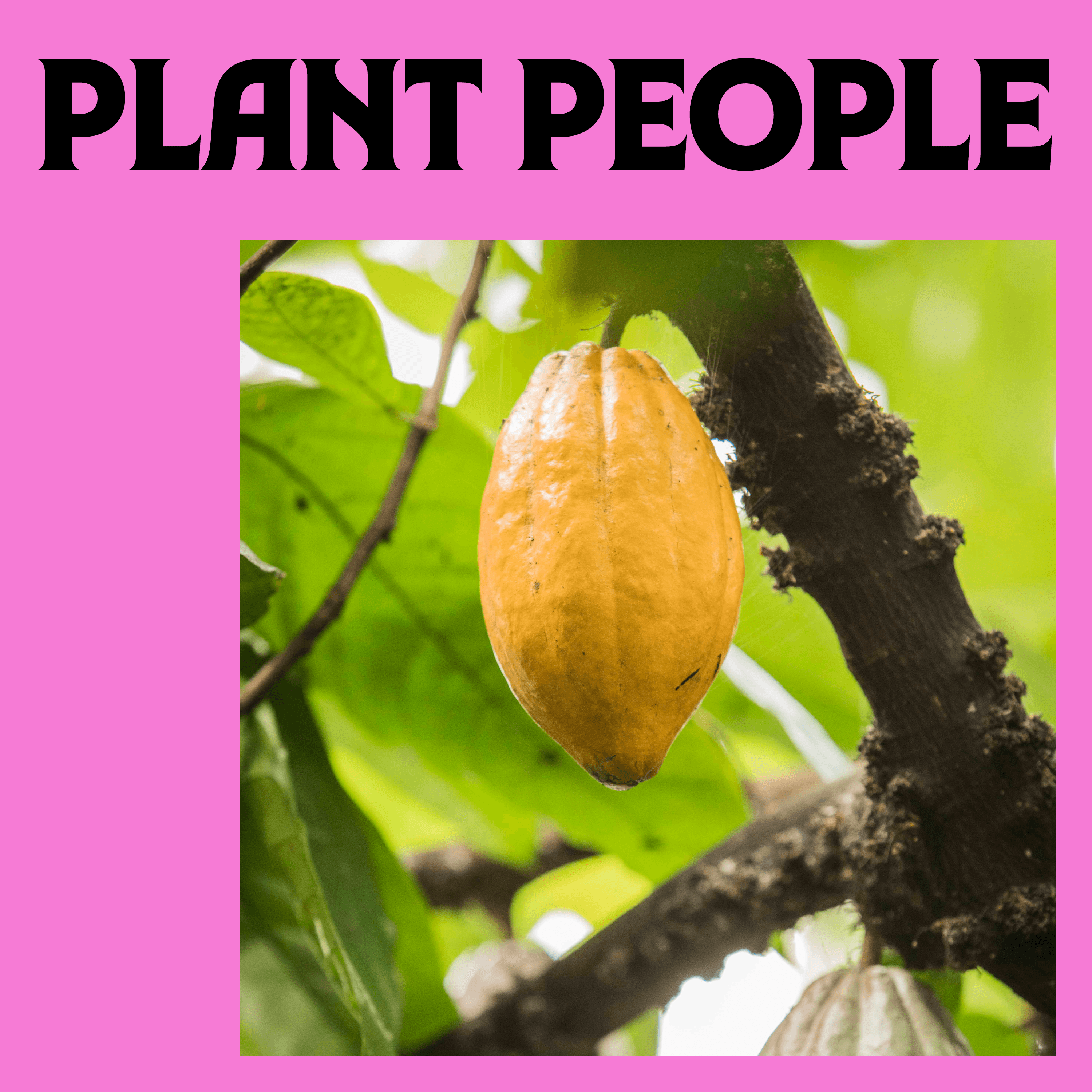 Thumbnail for "Cacao with Professor Pathmanathan Umaharan". Thumbnail for "Cacao with Professor Pathmanathan Umaharan".