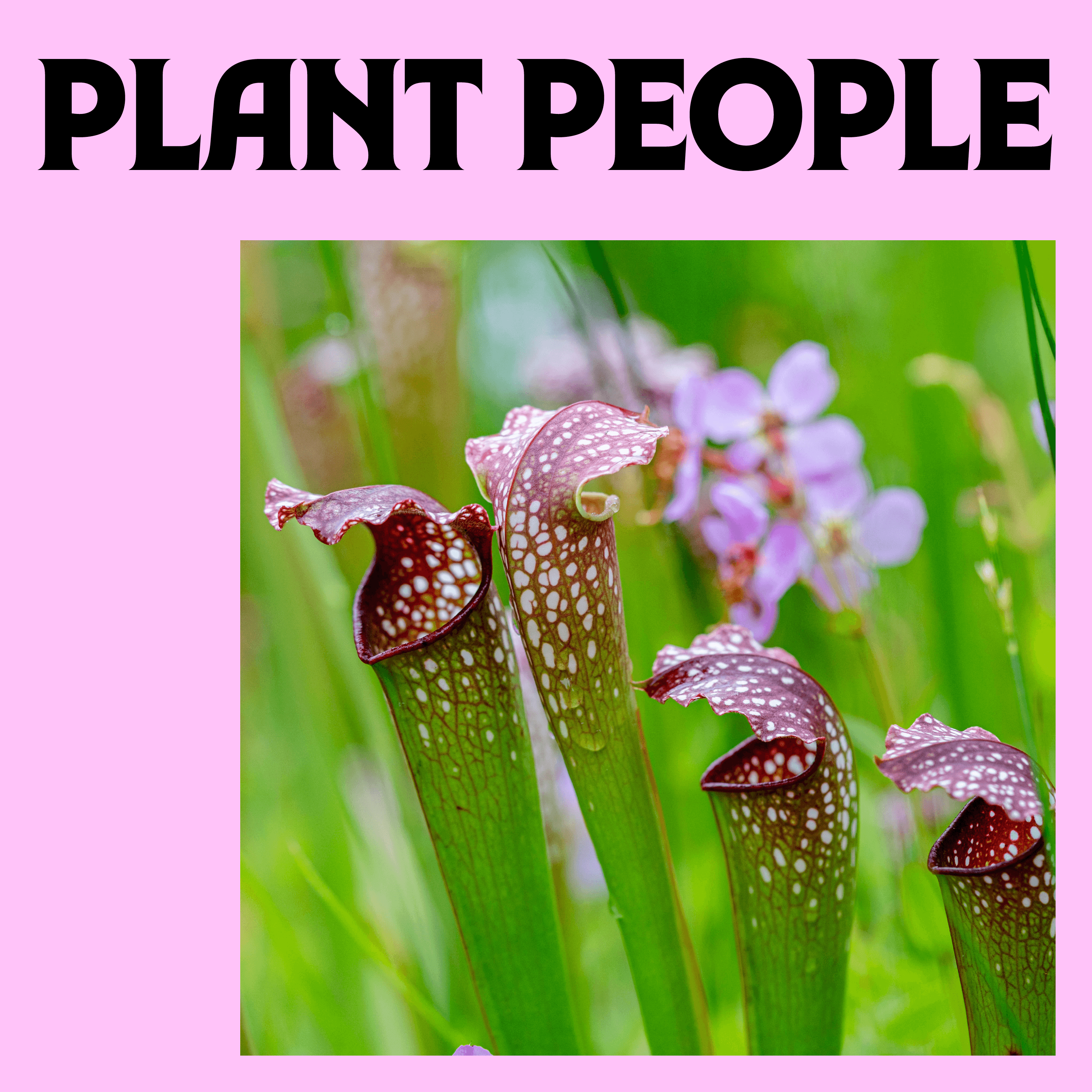 Thumbnail for "Pitcher Plants with Dr. Rob Naczi". Thumbnail for "Pitcher Plants with Dr. Rob Naczi".