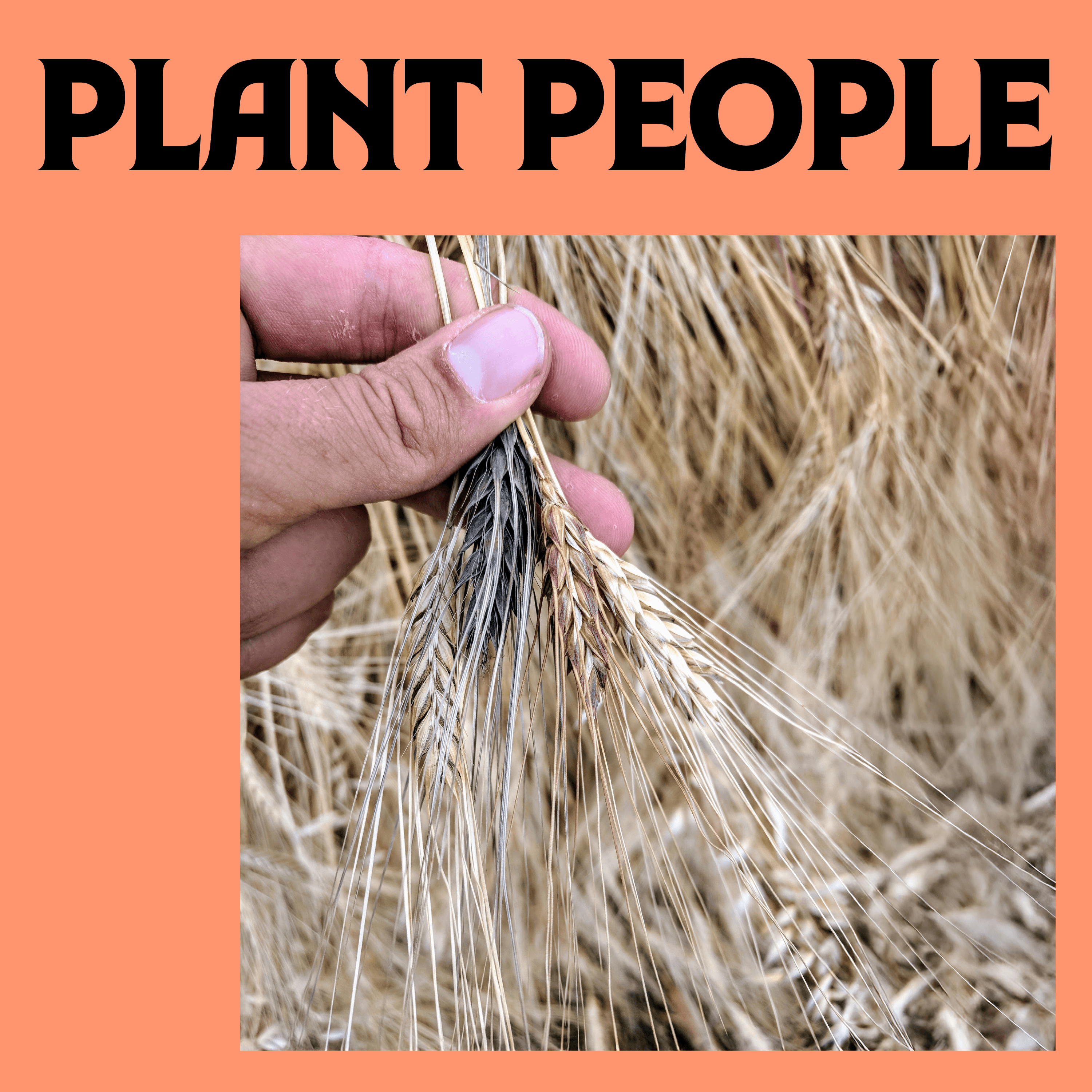 Thumbnail for "The Periodic Table of Food". Thumbnail for "The Periodic Table of Food".