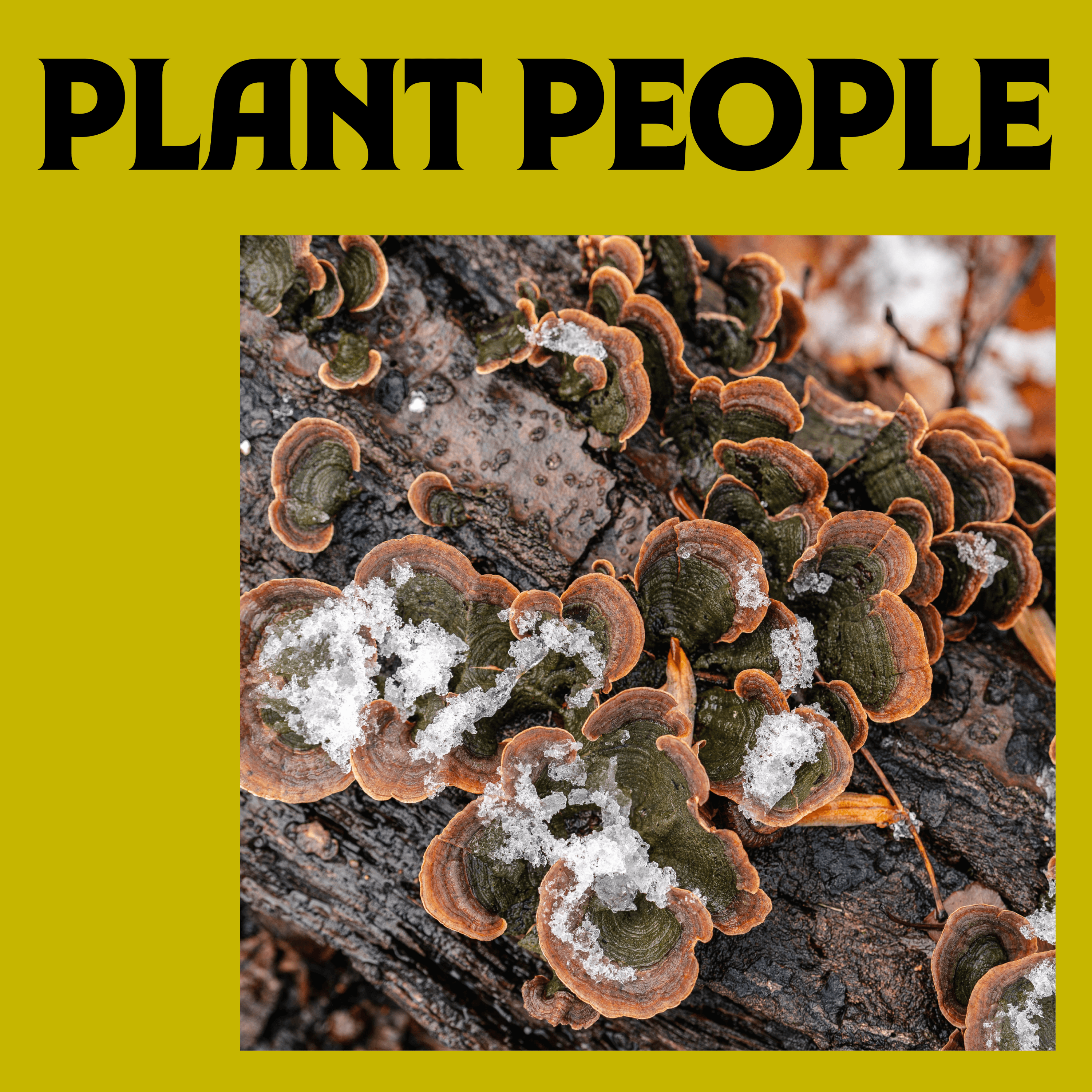 Thumbnail for "Turkey Tail Fungi with Eugenia Bone". Thumbnail for "Turkey Tail Fungi with Eugenia Bone".