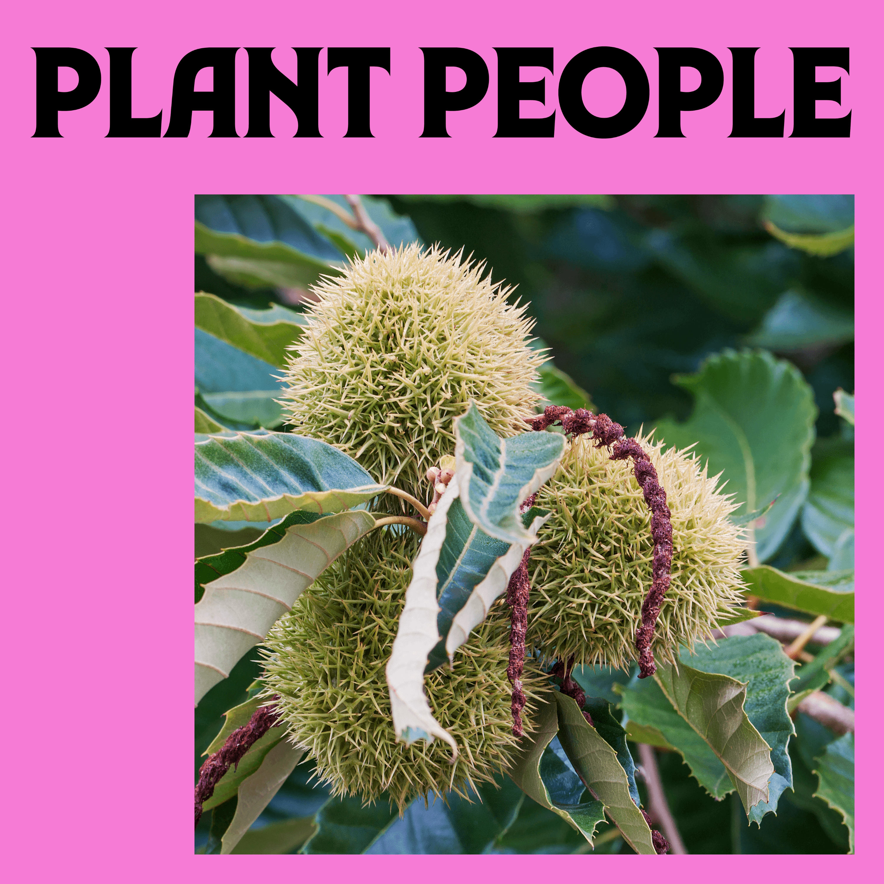 Thumbnail for "The American Chestnut with Michael Goergen". Thumbnail for "The American Chestnut with Michael Goergen".