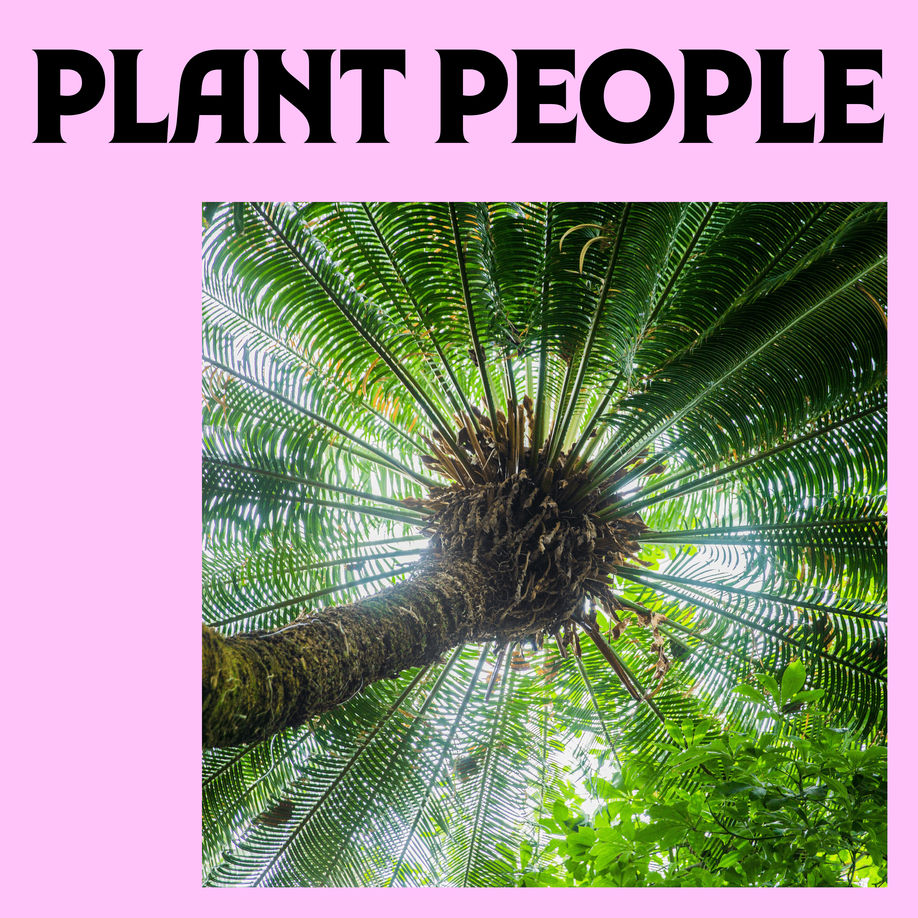 Thumbnail for "Cycads with Dr. Dennis Stevenson". Thumbnail for "Cycads with Dr. Dennis Stevenson".