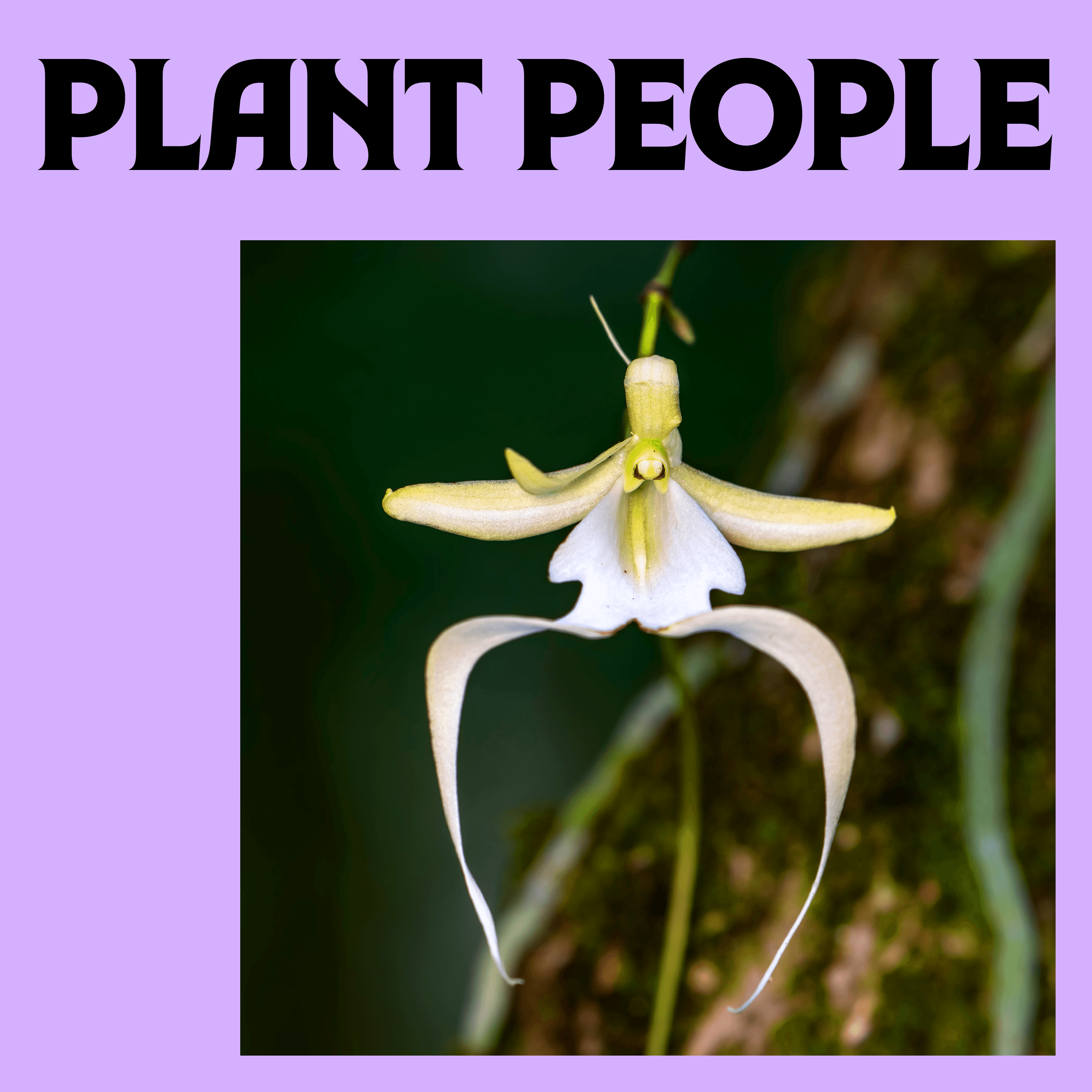 Thumbnail for "Ghost Orchid with Dr. Melissa Abdo". Thumbnail for "Ghost Orchid with Dr. Melissa Abdo".