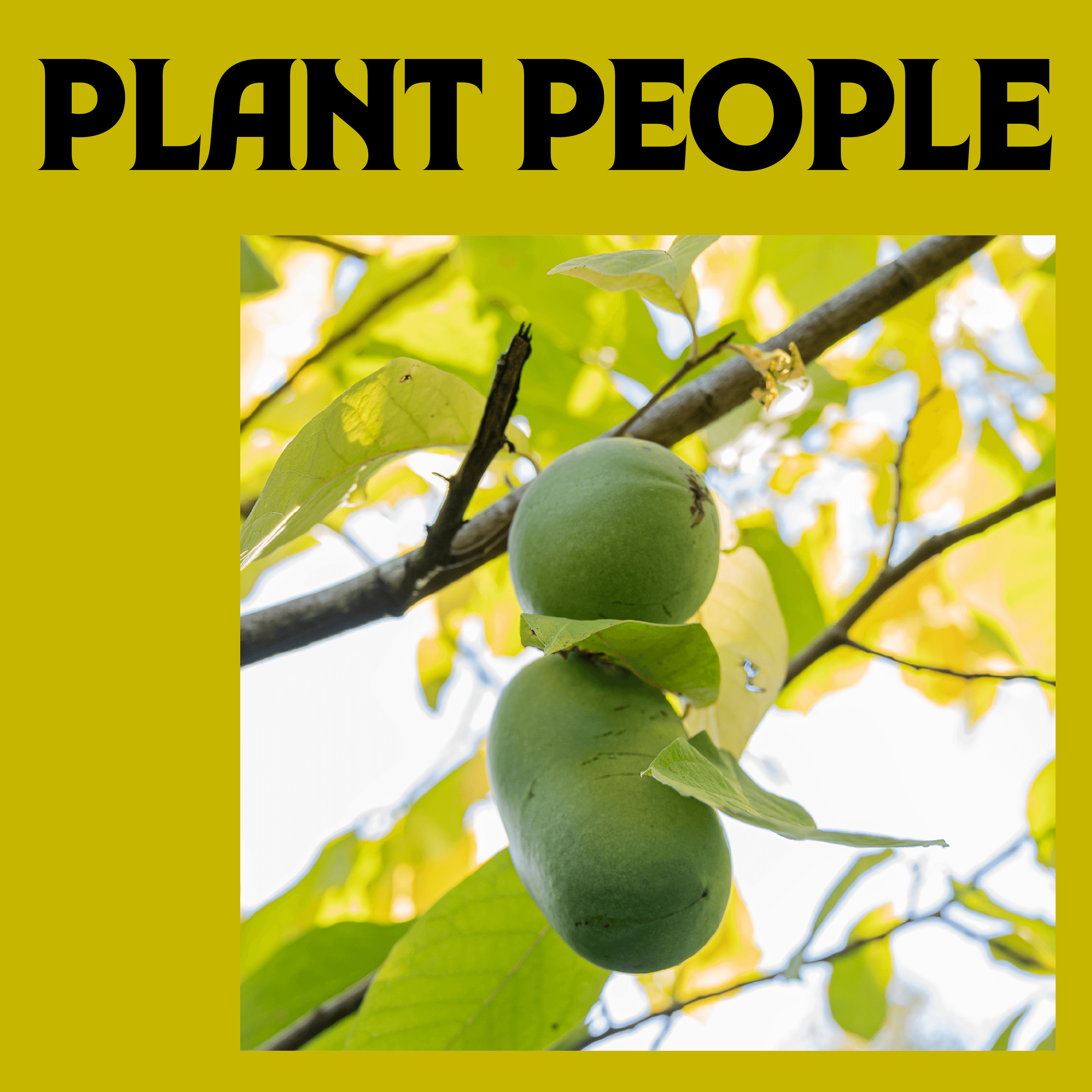 Thumbnail for "Pawpaws with Anya Stansell". Thumbnail for "Pawpaws with Anya Stansell".