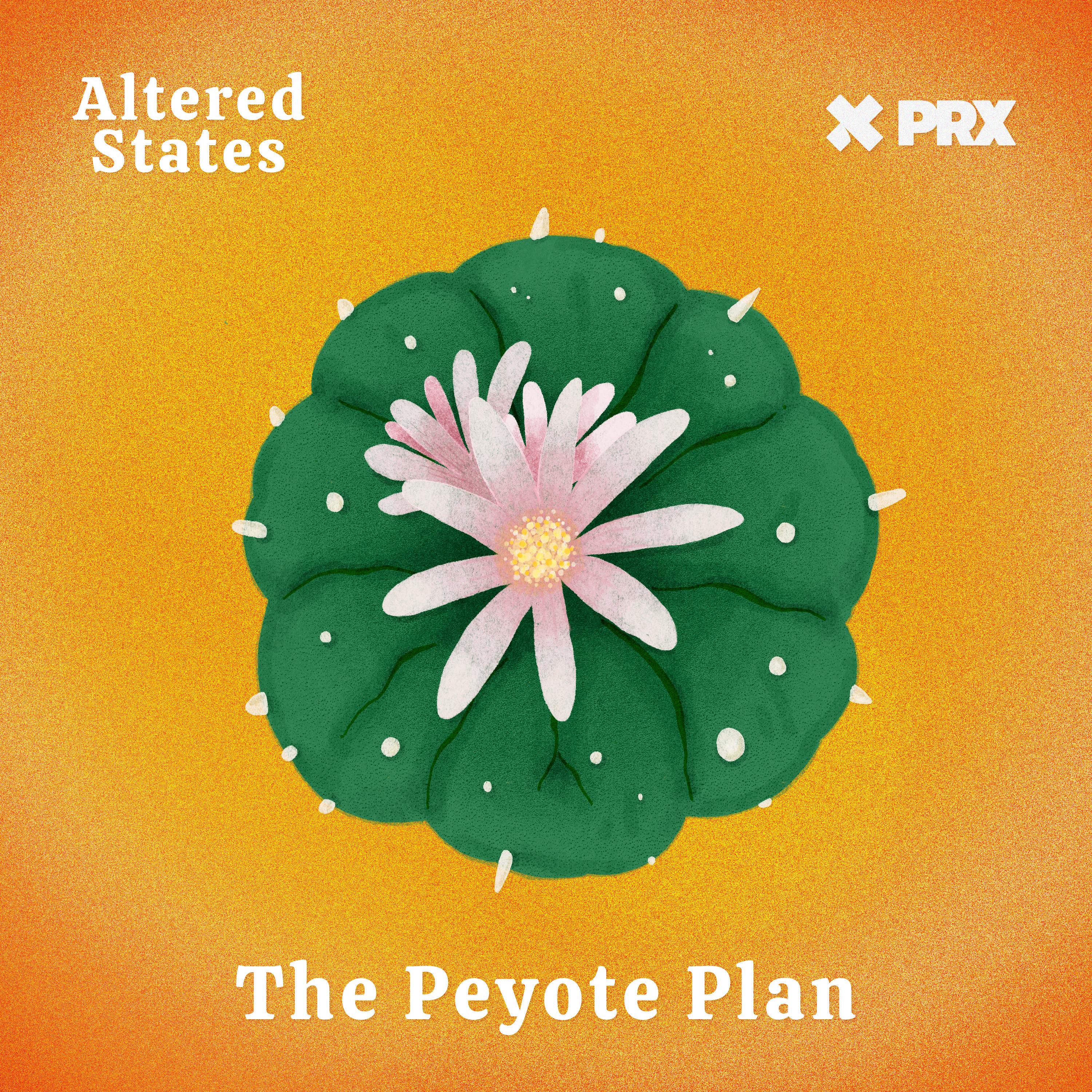 Thumbnail for "The Peyote Plan". Thumbnail for "The Peyote Plan".