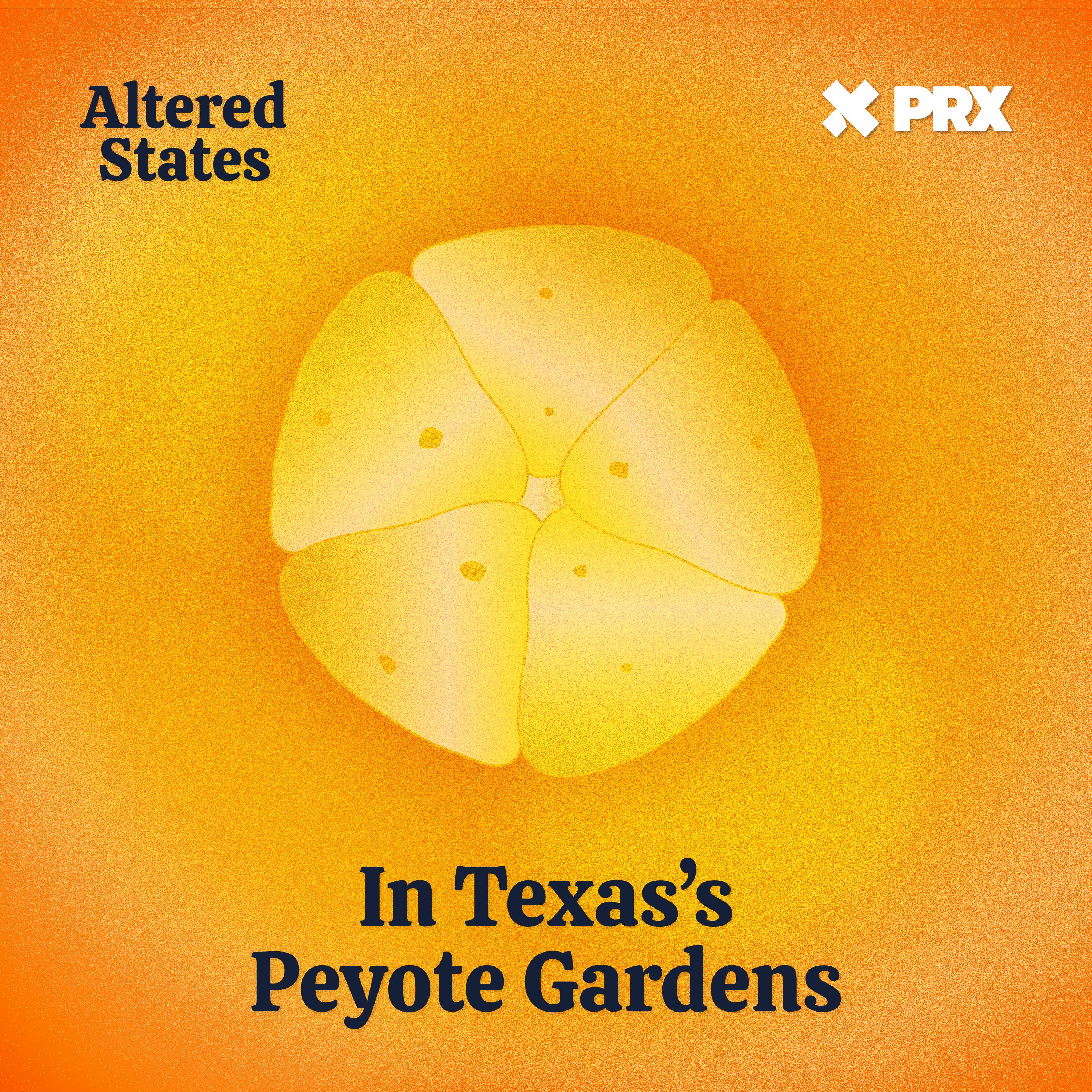 Thumbnail for "In Texas’s Peyote Gardens". Thumbnail for "In Texas’s Peyote Gardens".