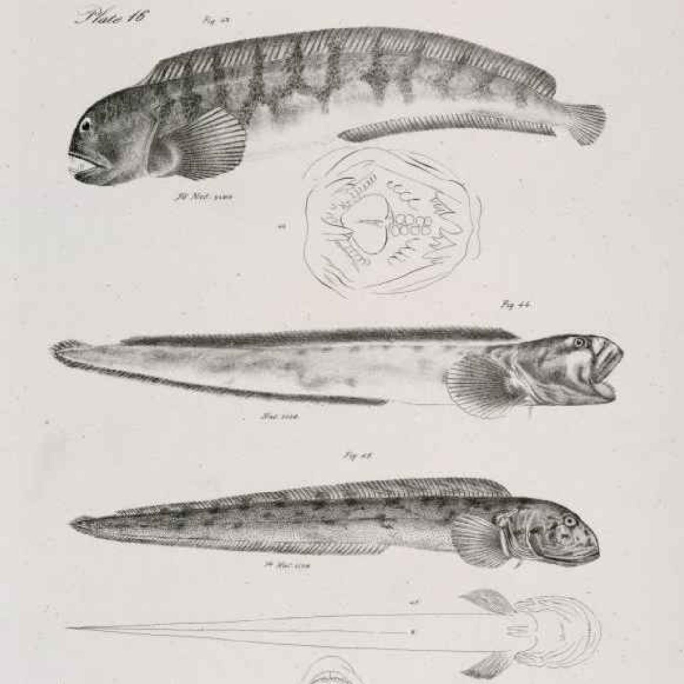 Thumbnail for "Smuggling Baby Eels: The New Black Market". Thumbnail for "Smuggling Baby Eels: The New Black Market".