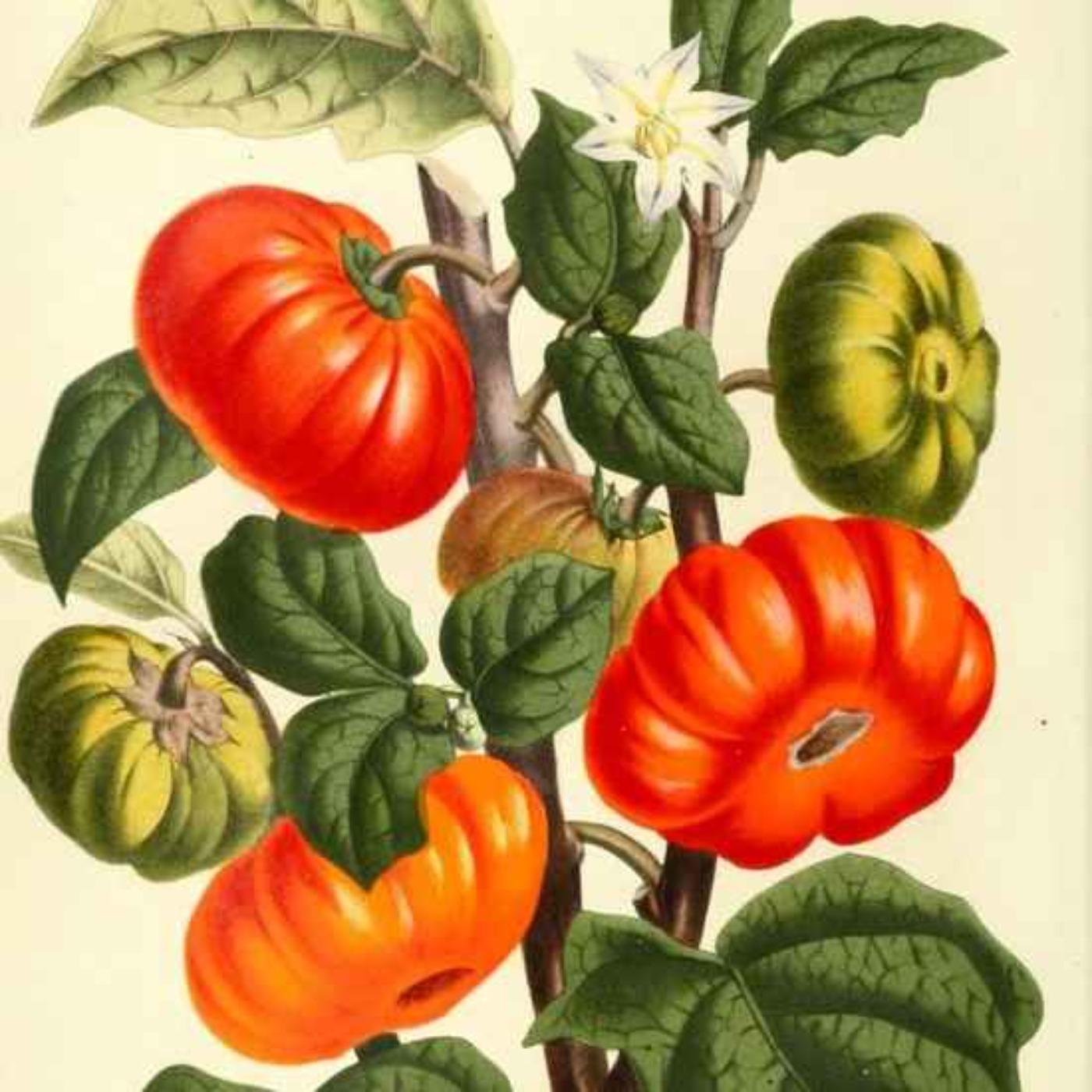 Thumbnail for "The Vegan Nightmare! Do Vegetables Have Souls?". Thumbnail for "The Vegan Nightmare! Do Vegetables Have Souls?".