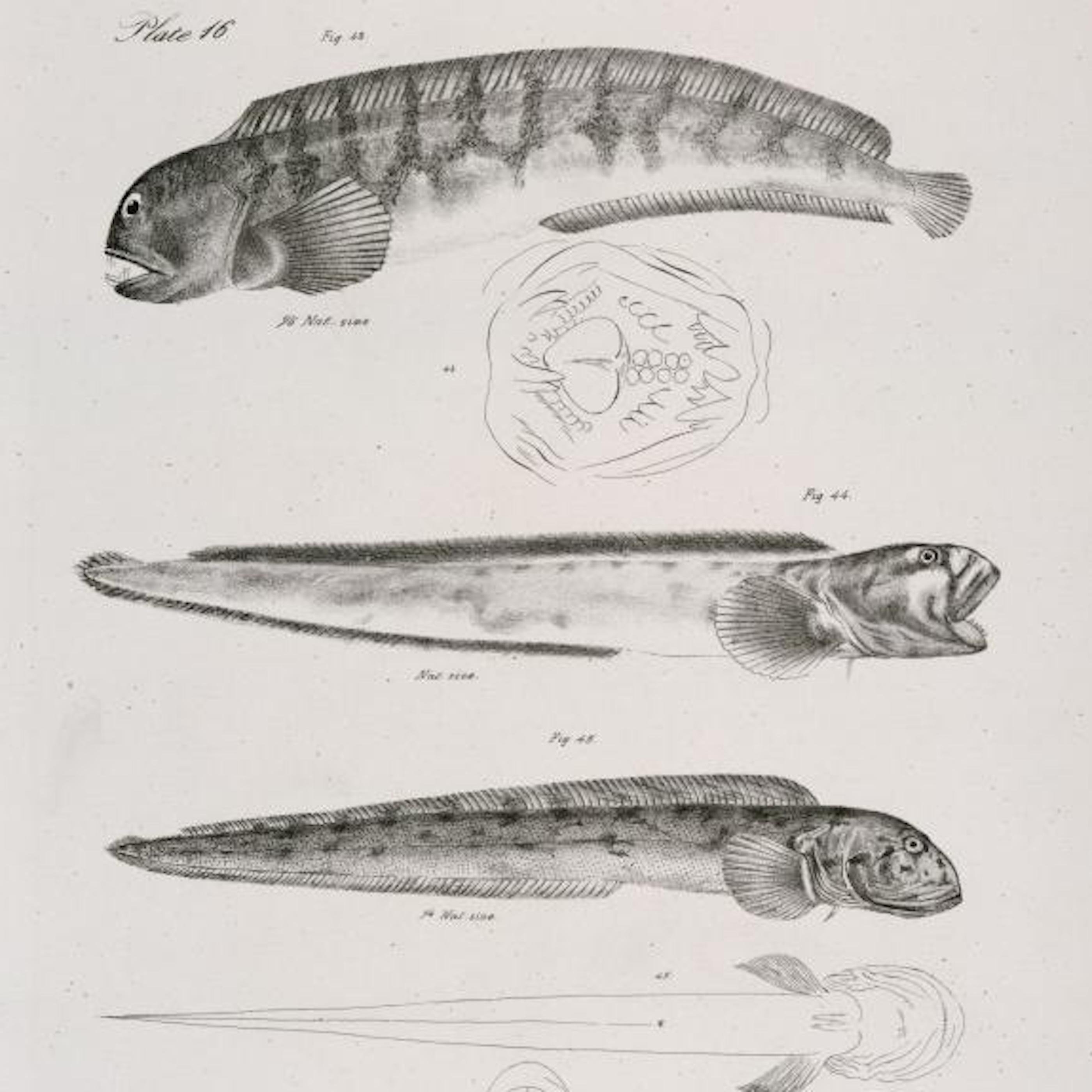 Thumbnail for "Smuggling Baby Eels: The New Black Market". Thumbnail for "Smuggling Baby Eels: The New Black Market".