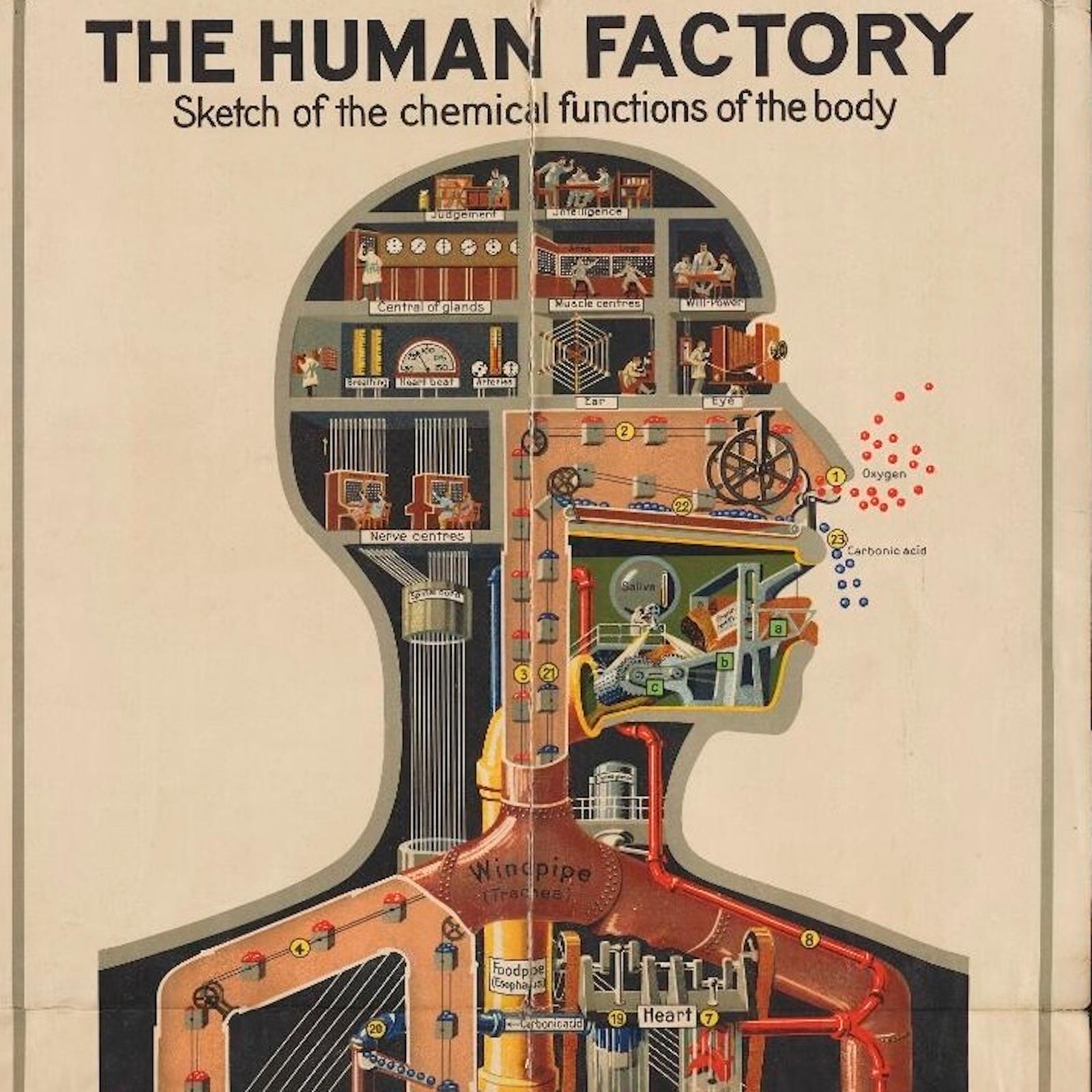 Thumbnail for "Gut Check: Is the Stomach Your Second Brain?". Thumbnail for "Gut Check: Is the Stomach Your Second Brain?".