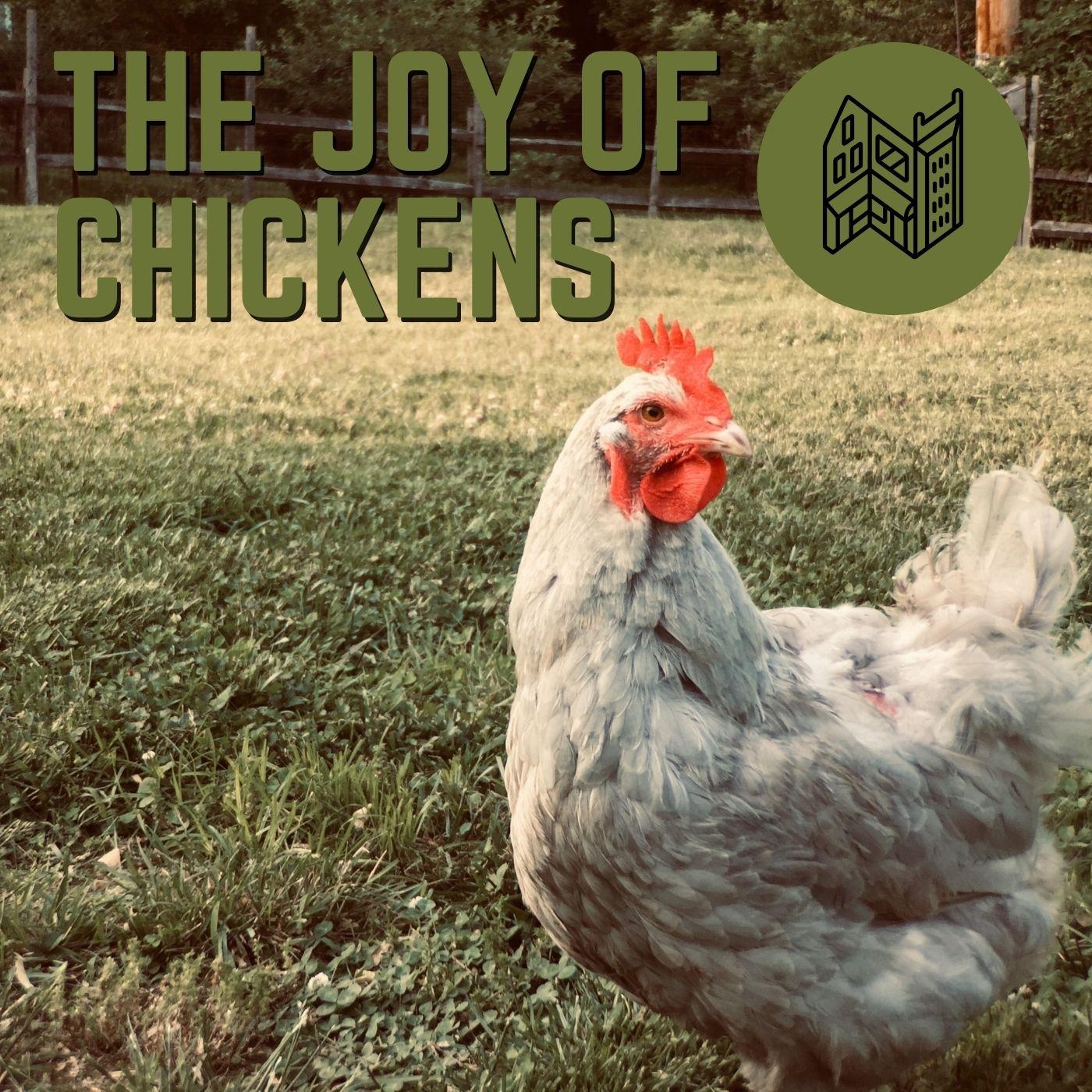 Thumbnail for "The Joy Of Chickens". Thumbnail for "The Joy Of Chickens".