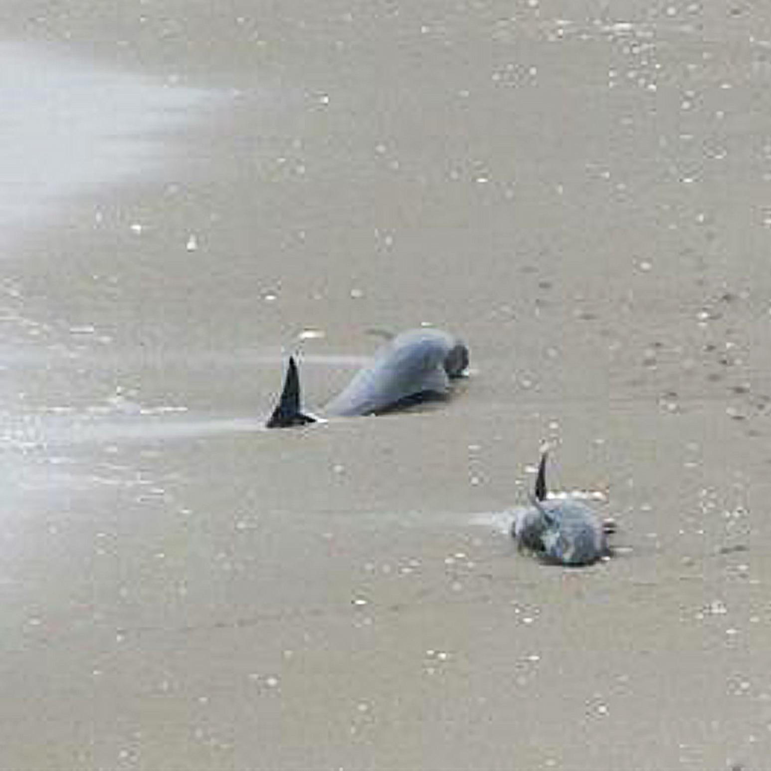 Thumbnail for "Withdrawal". Thumbnail for "Withdrawal".